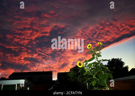 Gelbe Sonnenblumen vor einem rot launischen bewölkten Himmel, Shropshire, Großbritannien Stockfoto