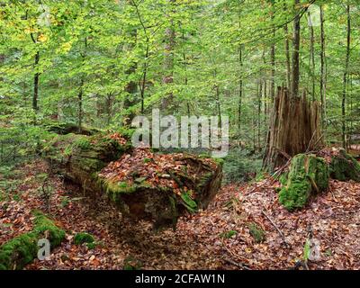 Zwieslerwaldhaus, Lindberg, Regen, Niederbayern, Freistaat Bayern, Deutschland, Bayerischer Wald, Dschungel Mittelsteihütte, Bayerischer Wald National Stockfoto