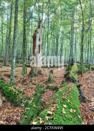 Zwieslerwaldhaus, Lindberg, Regen, Niederbayern, Freistaat Bayern, Deutschland, Bayerischer Wald, Dschungel Mittelsteihütte, Bayerischer Wald National Stockfoto