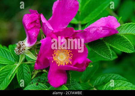 Strandrose (Rosa rugosa) Stockfoto