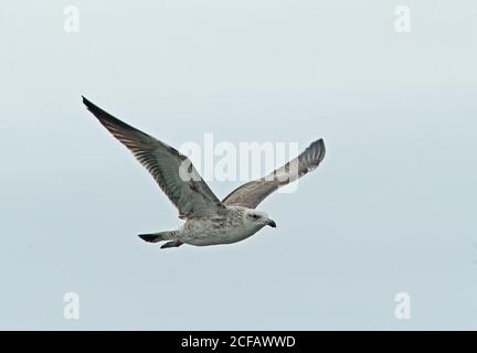 Kelp Möwe (Larus dominicanus dominicanus) unreif im Flug Capo Frio, Brasilien Juli Stockfoto