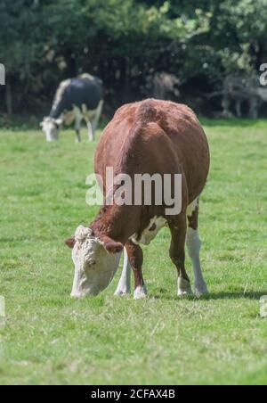 Braune Kuh untätig grasen üppiges Gras (möglicherweise ein Hereford). Für die britische Viehzucht, Viehzucht, Milchwirtschaft, Landwirtschaft und Landwirtschaft. Britische Viehzucht. Stockfoto