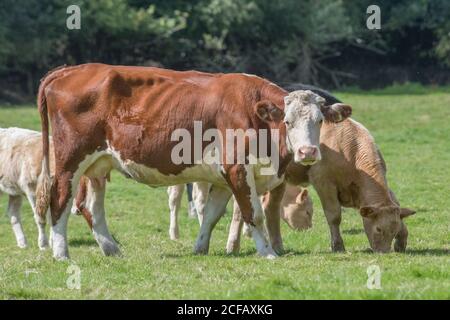 Braune Kuh im Feld, die mit Neugier auf die Kamera schaut (möglicherweise ein Hereford). Für die britische Viehwirtschaft. Milchwirtschaft, britisches Rindfleisch, britische Landwirtschaft. Stockfoto