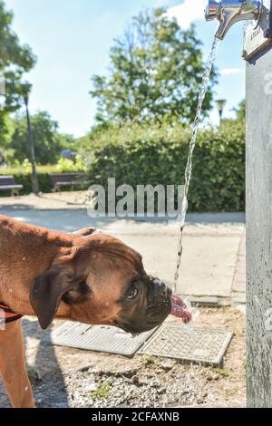 Boxerhund durstig trinkt Wasser aus einem Brunnen Stockfoto