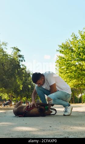 Mann läuft und spielt mit seinem Hund Boxer in einem Park Stockfoto