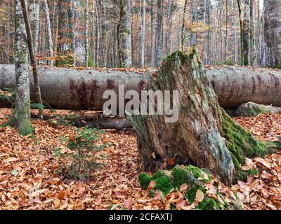 Zwieslerwaldhaus, Lindberg, Kreis Regen, Niederbayern, Freistaat Bayern, Deutschland, Bayerischer Wald, Urwald Mittelsteihütte, Bayerischer Wald Stockfoto