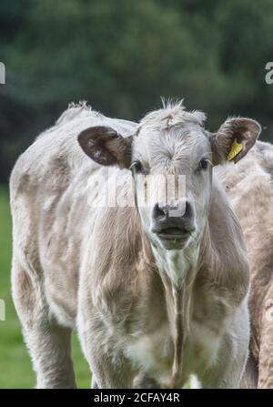 Neugieriger und neugieriger junger Bulllock, der kommt, um die Kamera zu betrachten, aber vorsichtig. Für die britische Viehzucht, britisches Rindfleisch, junge Kühe auf dem Feld, Nutztiere. Stockfoto