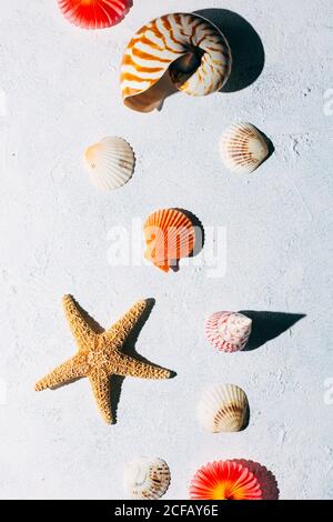 Draufsicht auf bunte Muscheln und getrocknete Seesterne platziert auf Weiße Stuckoberfläche am Sommertag Stockfoto