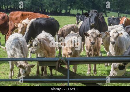 Kleine Gruppe junger Bullen, die stehen und neugierig in die Kamera schauen. Für die britische Viehwirtschaft, britisches Rindfleisch, britische Landwirtschaft, landwirtschaftliche Einkommen Metapher. Stockfoto