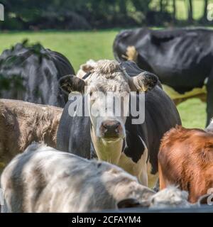 Schwarz-weiße Kuh im Feld Blick auf die Kamera mit Neugier. Für die britische Viehwirtschaft. Milchwirtschaft, britisches Rindfleisch, britische Landwirtschaft und Landwirtschaft. Stockfoto