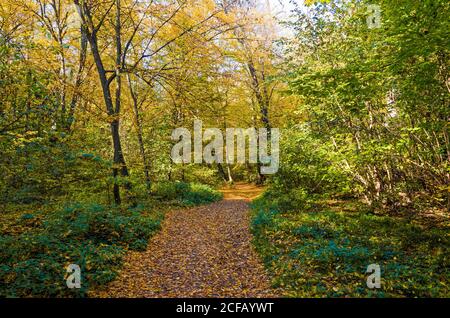 Herbstwald an einem sonnigen Tag. Herbst im Park Stockfoto