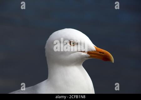 Nahaufnahme der Dominikanermöwe Stockfoto