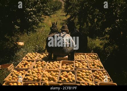 Schleppen Kisten Pfirsiche aus dem Garten zum Versand Schuppen, Delta County, Colorado Stockfoto