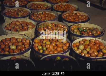 Scheffel Körbe Tomaten Stockfoto