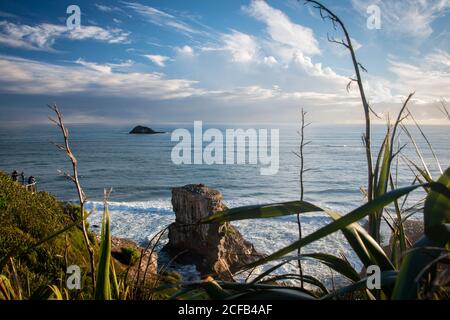 Muriwai Gannet Kolonie eingerahmt von hohen Flachsstämmen. Touristen auf der Aussichtsplattform beobachten den Sonnenuntergang Stockfoto