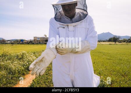 Mann Imker in weißem Kostüm, der Schutzhandschuhe anlegt, während er auf einer grünen Wiese steht und sich auf die Arbeit am Bienenhaus vorbereitet Stockfoto