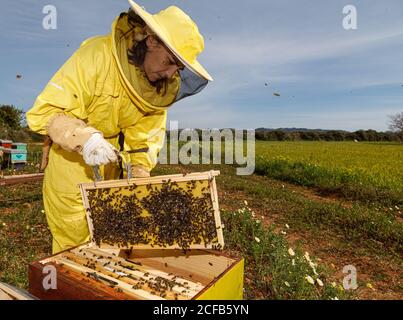 Imkerin in gelbem Schutzkostüm, aus dem der Wabenrahmen stammt Hive während der Arbeit im Bienenhaus in sonnigen Sommertag Stockfoto