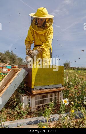 Nicht erkennbare Frau Imker in Schutzkostüm und Maske mit raucherer während der Inspektion Wabe in Bienenhaus Stockfoto