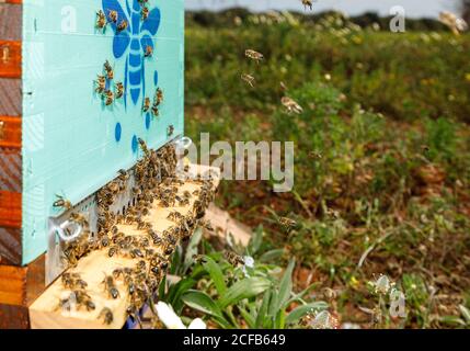 Nahaufnahme der neuen hölzernen Bienenstock Wabe Box mit Bienen platziert Im Bienenhaus an sonnigen Sommertagen Stockfoto