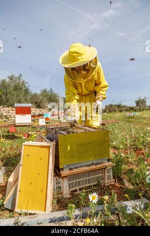 Imkerin in gelbem Schutzkostüm, aus dem der Wabenrahmen stammt Hive während der Arbeit im Bienenhaus in sonnigen Sommertag Stockfoto