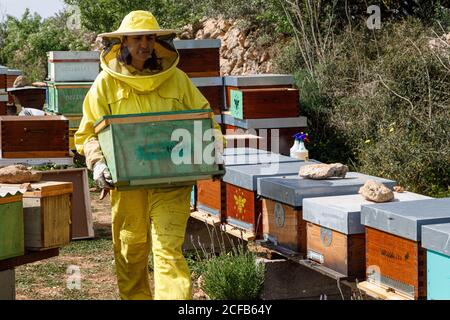 Professionelle Imkerin in gelbem Kostüm mit Wabenkiste während Arbeiten im Bienenhaus im Sommer Tag Stockfoto