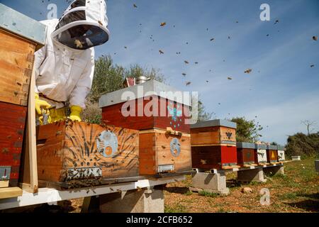 Männliche Imker in weißen Schutzarbeit tragen halten Wabe mit Bienen beim Sammeln von Honig im Bienenhaus Stockfoto