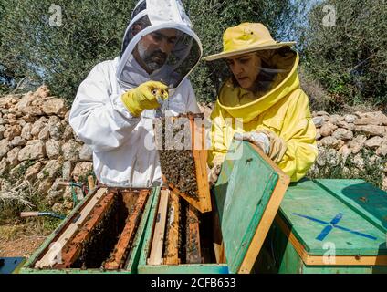 Professionelle männliche und weibliche Imker inspizieren Waben mit Bienen während Arbeiten im Bienenhaus im Sommer Tag Stockfoto