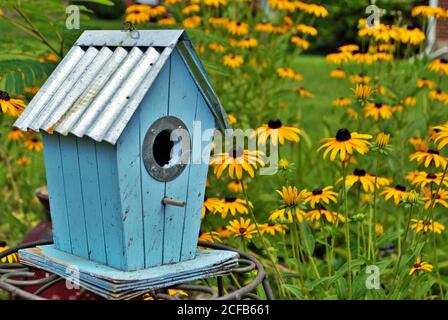 Blaues dekoratives Vogelhaus, umgeben von schwarzen Susan-Blumen Stockfoto