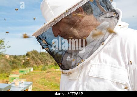 Reifer Imker in weißem Schutzkostüm und Maske suchen Unten im Bienenhaus mit Bienen herumfliegen in stehen Sommertag Stockfoto