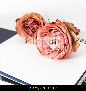 Rote Rose liegt auf einem offenen englischen Notizbuch auf dem Weißer Hintergrund Stockfoto