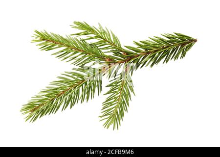 Fichtenzweig isoliert auf weißem Hintergrund, Nahaufnahme Stockfoto