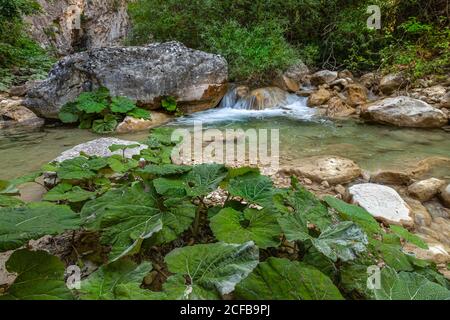 Die Butterbur, eine Heilpflanze, die am Ufer des Garrafo-Baches wächst. Acquasanta terme, Marken, Italien, Europa Stockfoto