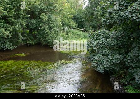 Harefield, Uxbridge, Middlesex, Großbritannien. September 2020. Das sanfte Wasser des Chalk River Colne. HS2 haben nun das Naturschutzgebiet Broadwater Lake für den Bau der umstrittenen HS2 High Speed Rail Link in Besitz genommen und der Zugang zu den Seen kann nicht mehr garantiert werden. Die Wildlife Trusts erklären, dass "es mögliche Pläne gibt, den Fluss Colne, einen wertvollen Kreidefluss, neu auszurichten. Wenn dies geht voran mehrere Arten könnten von Fischen betroffen sein, Wirbellose und spezialisierte Pflanzen Daubenton Fledermäuse, die entlang der Flusslinie jagen". Quelle: Maureen McLean/Alamy Live News Stockfoto