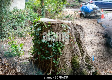 Harefield, Uxbridge, Middlesex, Großbritannien. September 2020. Auf dem HS2-Gelände Markierungen auf einem gefällten Baum sägen. Die Herts & Middlesex Wildlife Trusts berichten, dass HS2 nun das Naturschutzgebiet Broadwater Lake für den Bau der HS2 High Speed Rail Link in Besitz genommen hat und der Zugang zu den Seen durch die Öffentlichkeit nicht mehr gewährleistet werden kann. Ein Viadukt wird das Broadwater Lake Nature Reserve durchfahren. Das 80 Hektar große Gelände ist landesweit für die Vielfalt der Brutvögel in Feuchtgebieten bekannt und die Herts & Middlesex Wildlife Trusts haben große Bedenken hinsichtlich der Auswirkungen von HS2 auf Vögel und Wildtiere Stockfoto