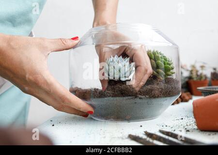 Gesichtsloser Gärtner, der am Tisch steht und saftig im Boden pflanzt Im Blumentopf aus Glas Stockfoto