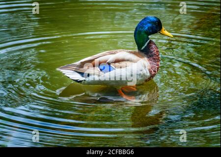 Nahaufnahme einer Stockente, die in einem flachen Teich steht, sind ihre Füße im kristallklaren Wasser sichtbar. Stockfoto