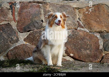 Schöne Aufnahme eines Hundes auf dem Sand mit sitzen Große Steinstruktur auf dem Hintergrund Stockfoto