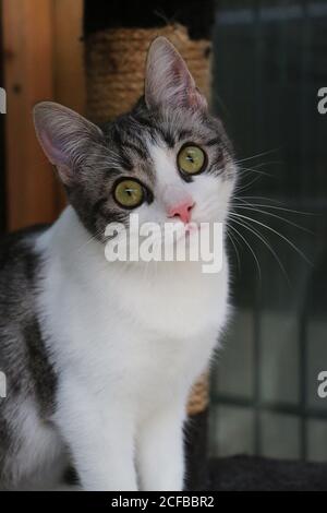 Vertikale Aufnahme einer Katze Stockfoto