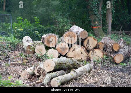 Harefield, Uxbridge, Middlesex, Großbritannien. September 2020. Fällte Bäume auf einem HS2-Gelände. Die Herts & Middlesex Wildlife Trusts berichten, dass HS2 nun das Naturschutzgebiet Broadwater Lake für den Bau der HS2 High Speed Rail Link in Besitz genommen hat und der Zugang zu den Seen durch die Öffentlichkeit nicht mehr gewährleistet werden kann. Ein Viadukt wird das Broadwater Lake Nature Reserve durchfahren. Das 80 Hektar große Gelände ist national für die Vielfalt der Brutvögel in Feuchtgebieten bekannt und die Herts & Middlesex Wildlife Trusts haben große Bedenken hinsichtlich der Auswirkungen von HS2 auf Vögel und Wildtiere. Kredit: Ma Stockfoto