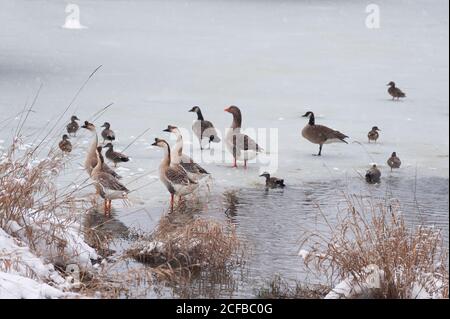 Wasservögel auf eine fast gefrorenen Teich als kleine Schneeflocken fallen in diesem Winter Szene Stockfoto