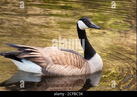 Nahaufnahme von einem kanadischen Gans Es ist Spiegelbild im Wasser von einem Teich Stockfoto