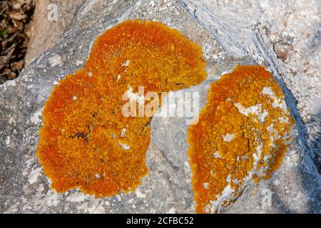 Bunte Flechten wachsen auf Felsen und Felsbrocken. Flechten sind moosartige Pflanzen Stockfoto
