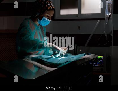 Seitenansicht der Tierärztin in Uniform und Handschuhe mit Werkzeuge und Durchführung von Operationen an Tieren in der modernen Klinik Stockfoto