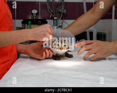 Seitenansicht der nicht erkennbaren Person Hände halten niedliche Katze mit Tierarztkragen in moderner Tierarztklinik Stockfoto