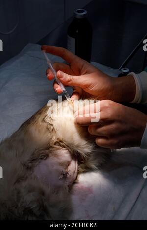 Nicht erkennbarer Tierarzt, der einen entwurmenden Impfstoff mit Spritze in einem gibt Katze auf dem Tisch in der Tierarztklinik Stockfoto