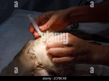 Nicht erkennbarer Tierarzt, der einen entwurmenden Impfstoff mit Spritze in einem gibt Katze auf dem Tisch in der Tierarztklinik Stockfoto