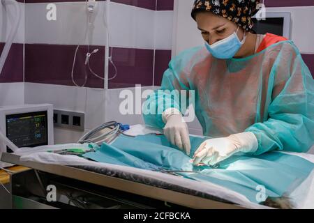 Seitenansicht der Tierärztin in Uniform und Handschuhe mit Werkzeuge und Durchführung von Operationen an Tieren in der modernen Klinik Stockfoto
