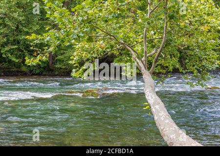 Im Scyamore Shoals State Historic Park kann man am Ufer des Watauga River entlang auf dem Patriots's Path in Elizabethon, Tennessee, spazieren gehen Stockfoto