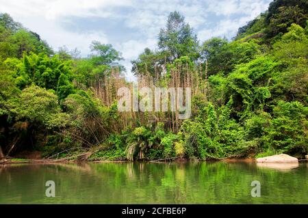 Ein Hain aus Bambusbäumen und ungewöhnlichen Felsformationen am neun-Biegefluss in wuyishan china in der Provinz fujian. Stockfoto