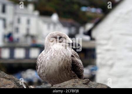 Eine Nahaufnahme einer juvenilen Möwe, die auf einem thront Mauer im Hafen von Polperro Stockfoto